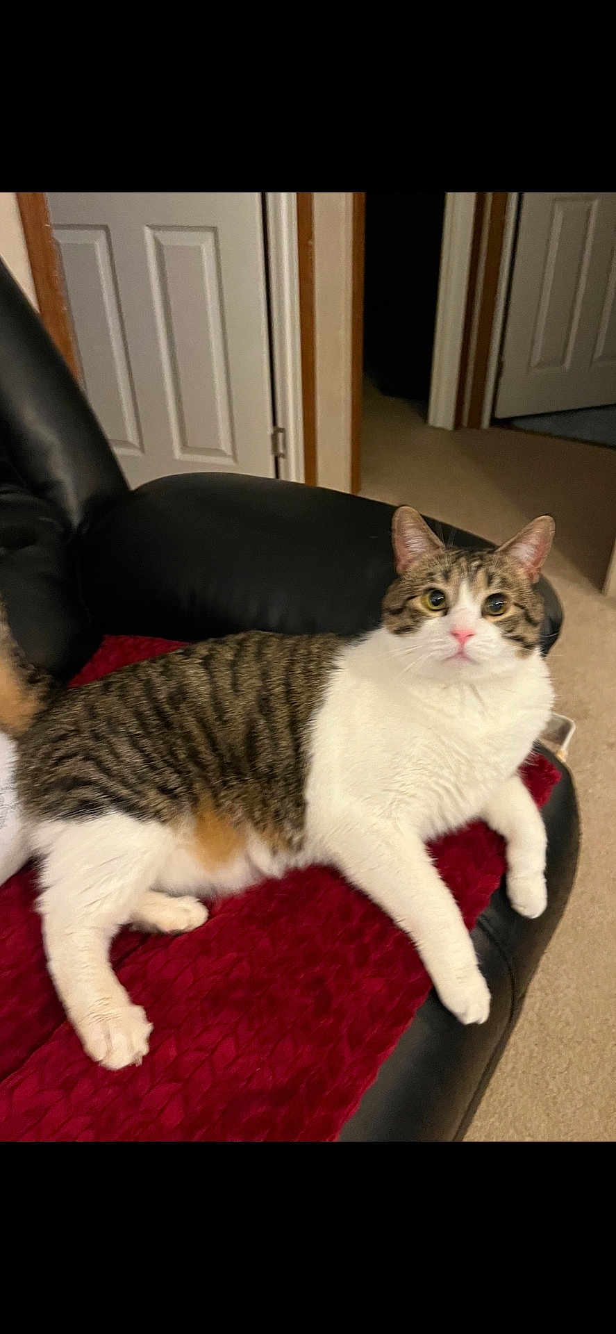 Louie