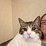 Louie joined the competition — help win amazing prizes! animal, cat, close_up, companion, curious, cute, domestic, ears, face, feline, glasses, indoor, nose, person, pet, portrait, soft_fur, tabby, whiskers, white_fur