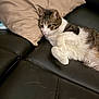 Louie joined the competition — help win amazing prizes! animal, cat, couch, cozy, cute, domestic_cat, feline, fur, home, indoor, laying_down, leather, pet, pillow, relaxed, resting, sleepy, tabby, whiskers, white_fur