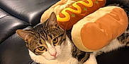 Louie joined the competition — help win amazing prizes! animal, cat, costume, couch, cute, domestic_cat, feline, funny, fur, hot_dog_costume, indoor, leather, pet, pink_nose, plush, relaxed, resting, tabby_cat, whiskers, yellow_eyes