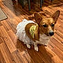 dog, corgi, pet, costume, angel_wings, tutu, white, brown, floor, wooden_floor, indoor, furniture, chair, animal, cute, small_dog, portrait, standing, looking, domestic_animal