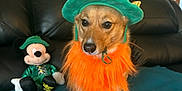 Lulu joined the competition — help win amazing prizes! dog, leprechaun_costume, green_hat, orange_beard, plush_toy, mickey_mouse, sofa, blanket, indoor, pet, costume, brown_dog, black_sofa, decor, stuffed_animal, cute, holiday_theme, living_room, furniture, toy