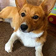 Lulu joined the competition — help win amazing prizes! dog, corgi, pet, indoor, carpet, brown, fur, ears, paw, floor, toy, wood, animal, cute, lying_down, canine, domestic, eyes, nose, house