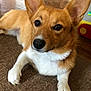 dog, corgi, pet, indoor, carpet, brown, fur, ears, paw, floor, toy, wood, animal, cute, lying_down, canine, domestic, eyes, nose, house