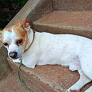 Booger joined the competition — help win amazing prizes! dog, small_dog, white_fur, brown_fur, collar, leash, concrete, steps, outdoor, relaxed, pet, canine, animal, resting, side_view, greenery, nature, daylight, paw, ears