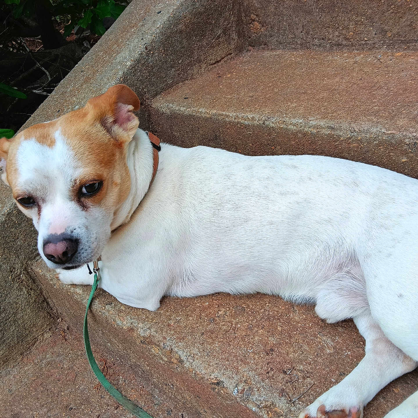 Booger joined the competition — help win amazing prizes! dog, small_dog, white_fur, brown_fur, collar, leash, concrete, steps, outdoor, relaxed, pet, canine, animal, resting, side_view, greenery, nature, daylight, paw, ears