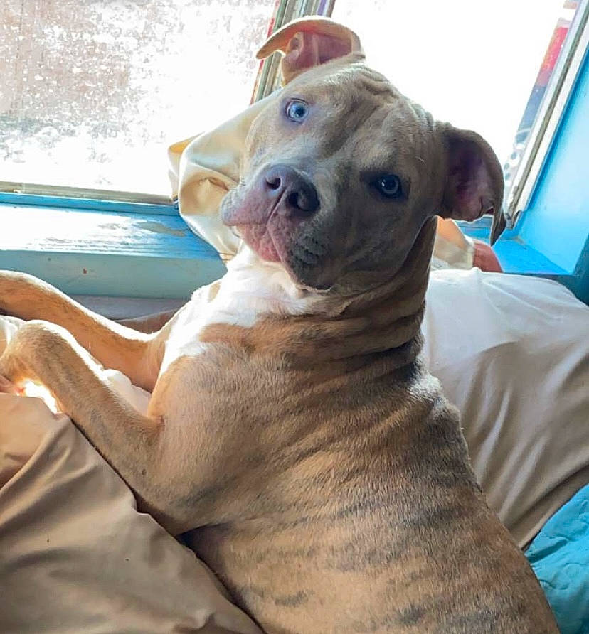 Khaleesi joined the competition — help win amazing prizes! blue, canidae, carnivore, collar, comfort, companion_dog, dog, dog_breed, fawn, fur, guard_dog, molosser, snout, sporting_group, terrestrial_animal, water, whiskers, working_animal, working_dog, wrinkle