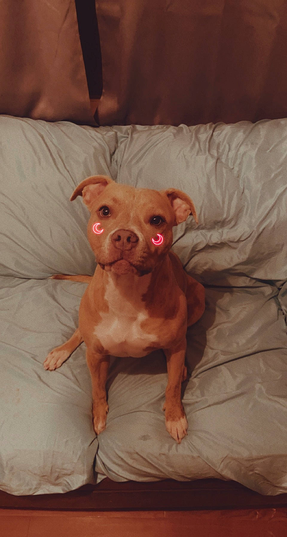 Khaleesi joined the competition — help win amazing prizes! ancient_dog_breeds, canidae, carnivore, comfort, companion_dog, dog, dog_breed, dog_supply, fawn, linens, liver, peach, snout, sporting_group, tail, terrestrial_animal, toy_dog, whiskers, working_animal, wrinkle