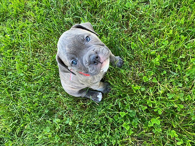Demi is registered to the contest to win money with this photo: american_bulldog, australian_bulldog, bulldog, canidae, carnivore, companion_dog, dog, dog_breed, fawn, french_bulldog, grass, mammal, molosser, non_sporting_group, old_english_bulldog, plant, puppy, snout, toy_bulldog, vertebrate
