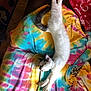 Kit Kat is registered to the contest to win money with this photo: art, blanket, carnivore, cat, comfort, event, fashion_design, felidae, fur, linens, magenta, mammal, pattern, peach, pink, small_to_medium_sized_cats, tail, textile, visual_arts, whiskers