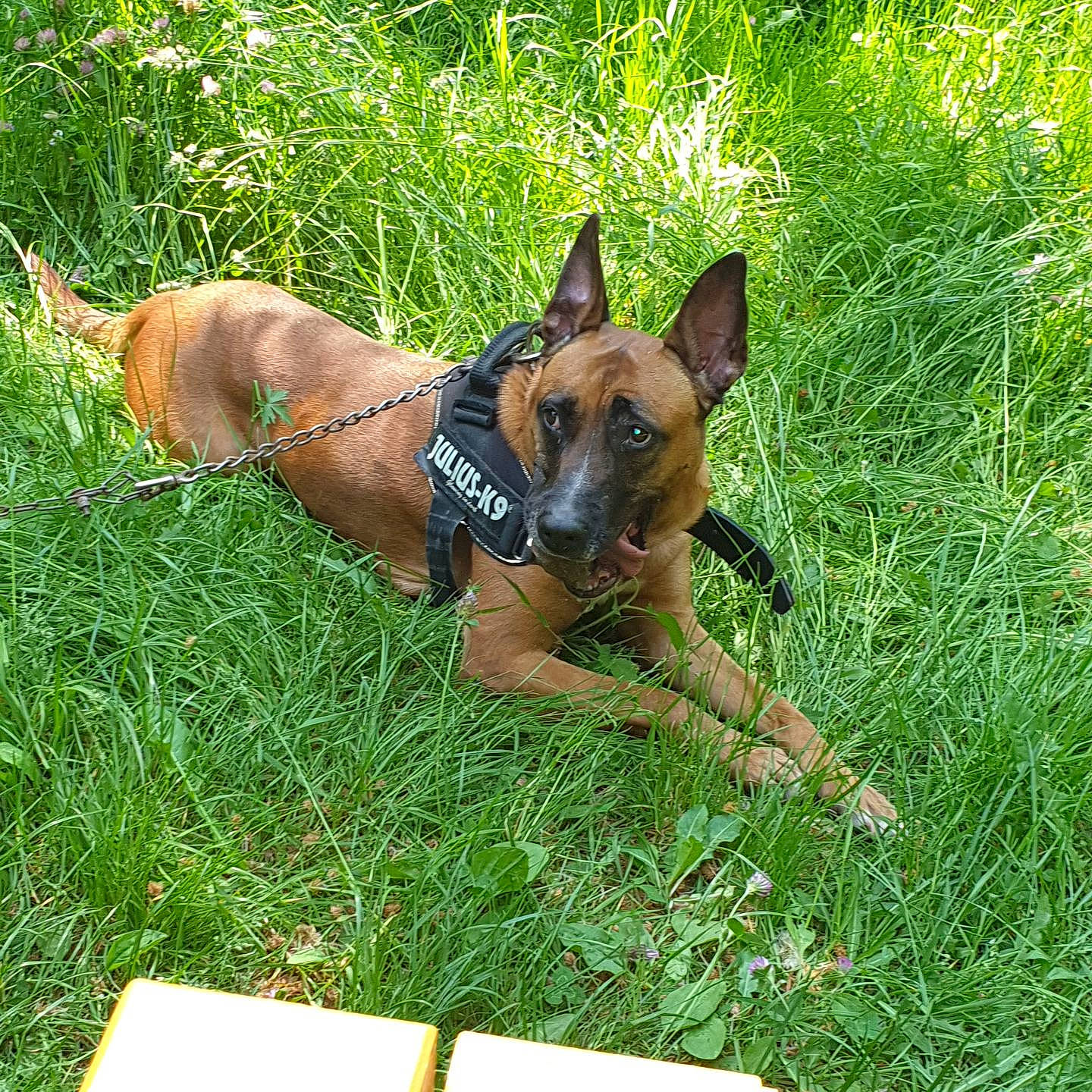 Maya participe au concours pour gagner de l'argent avec cette photo : canidae, carnivore, collar, companion_dog, dog, dog_breed, dog_supply, fawn, grass, groundcover, guard_dog, herding_dog, liver, non_sporting_group, plant, snout, sporting_group, terrestrial_animal, working_animal, working_dog