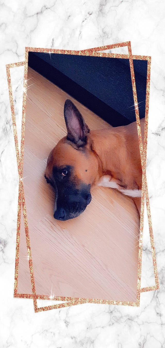 Maya participe au concours pour gagner de l'argent avec cette photo : canidae, carnivore, collar, comfort, companion_dog, dog, dog_breed, dog_supply, ear, fawn, fur, guard_dog, paw, snout, sporting_group, toy_dog, whiskers, wood, working_animal, working_dog