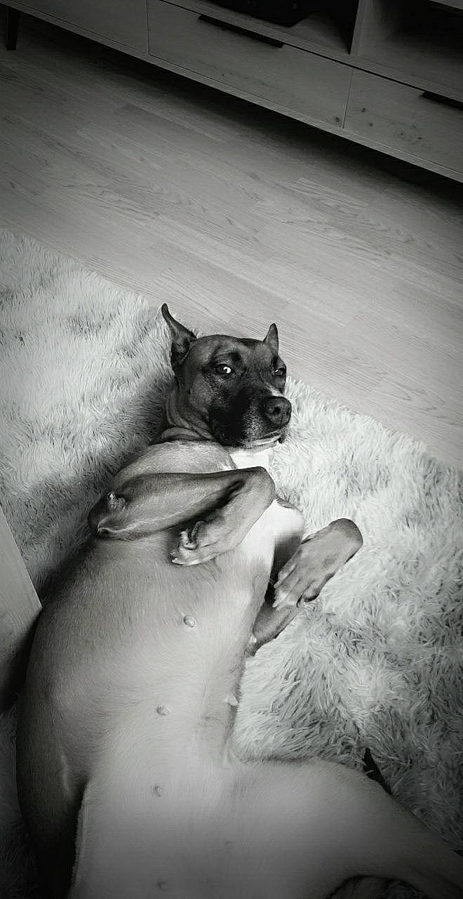 Maya participe au concours pour gagner de l'argent avec cette photo : black_and_white, carnivore, comfort, companion_dog, dog, dog_breed, elbow, fawn, flooring, foot, grey, human_leg, monochrome, monochrome_photography, snout, style, toy_dog, whiskers, wood, working_animal