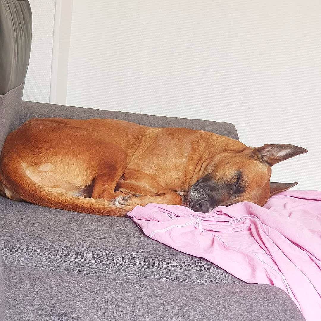 Maya participe au concours pour gagner de l'argent avec cette photo : brown, canidae, carnivore, comfort, companion_dog, curtain, dog, dog_breed, dog_supply, fawn, hardwood, liver, pet_supply, snout, sporting_group, tail, terrestrial_animal, wood, working_animal, wrinkle