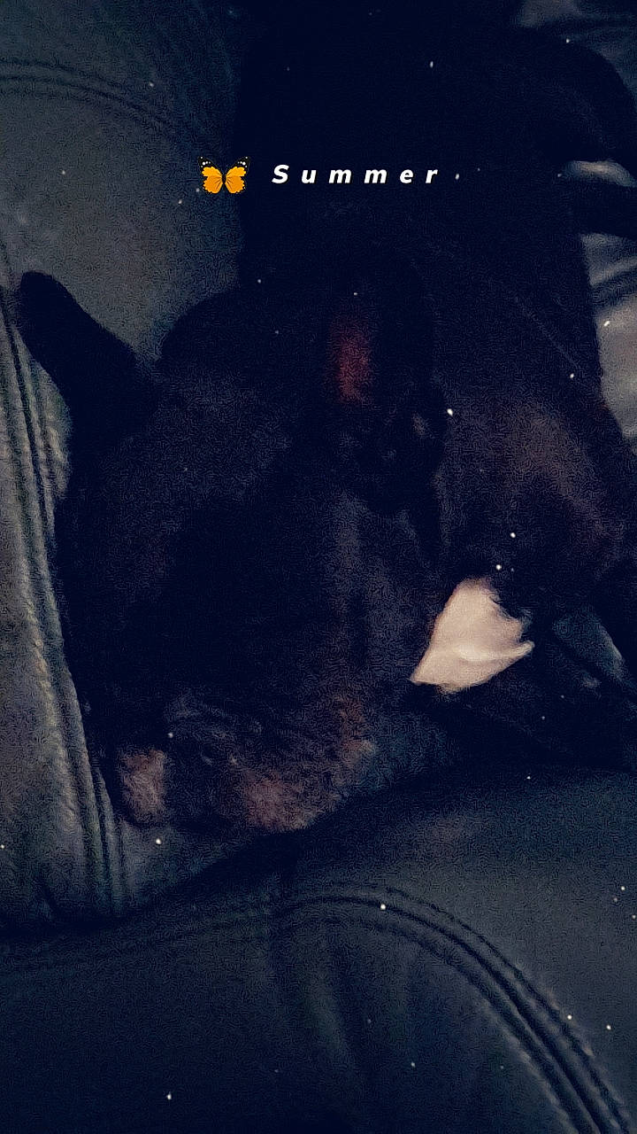 Olly a rejoint le concours — aidez-le/la à gagner de superbes lots ! carnivore, cloud, darkness, dog_breed, electric_blue, felidae, font, fur, meteorological_phenomenon, night, shadow, small_to_medium_sized_cats, snout, sporting_group, t_shirt, tail, tints_and_shades, vehicle_door, whiskers, window