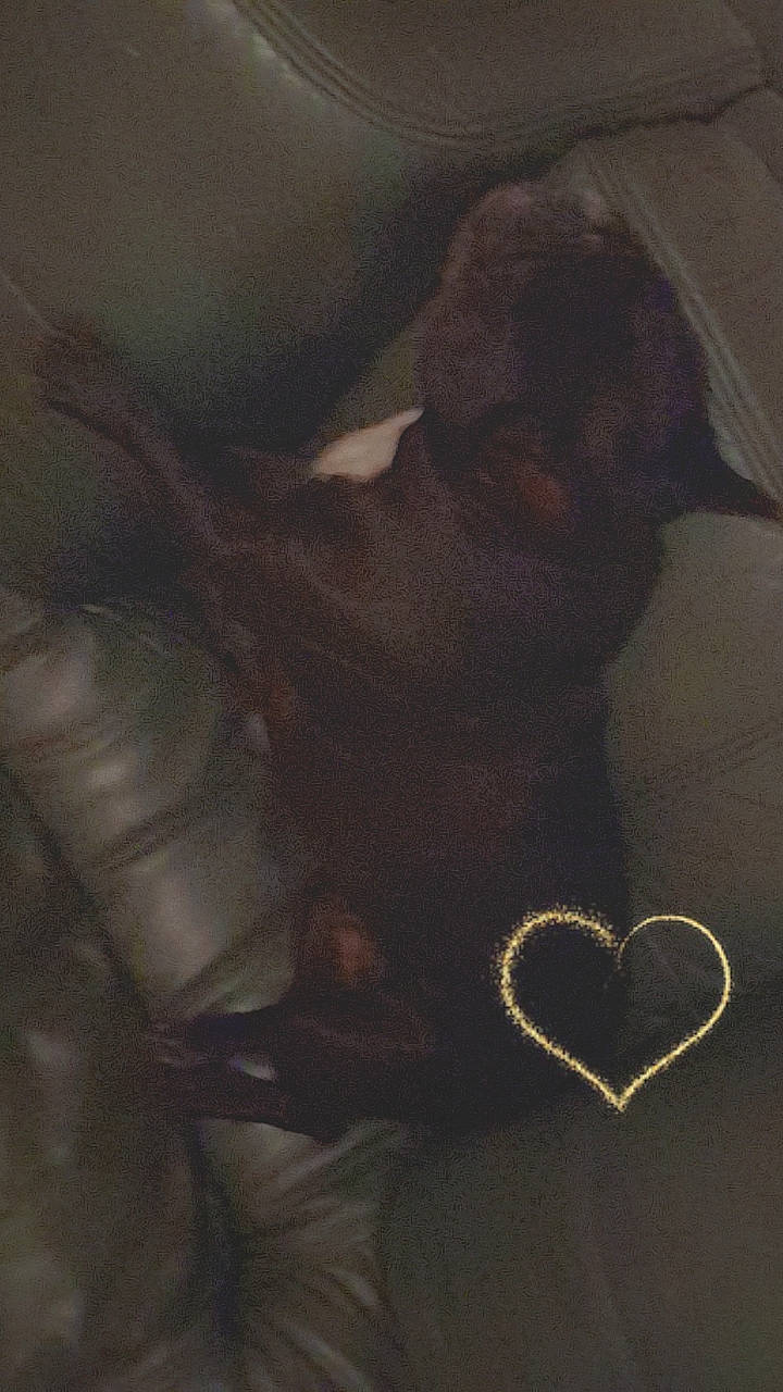 Olly a rejoint le concours — aidez-le/la à gagner de superbes lots ! carmine, darkness, fashion_accessory, flesh, font, fur, gesture, grey, heart, jewellery, love, petal, room, shadow, still_life, still_life_photography, tail, tints_and_shades, visual_arts, whiskers