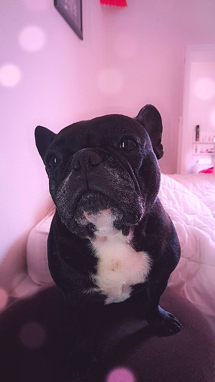 Olly a rejoint le concours — aidez-le/la à gagner de superbes lots ! boston_terrier, bulldog, carnivore, comfort, companion_dog, dog, dog_breed, ear, fawn, french_bulldog, fur, molosser, non_sporting_group, snout, sporting_group, terrestrial_animal, toy_dog, whiskers, working_animal, wrinkle