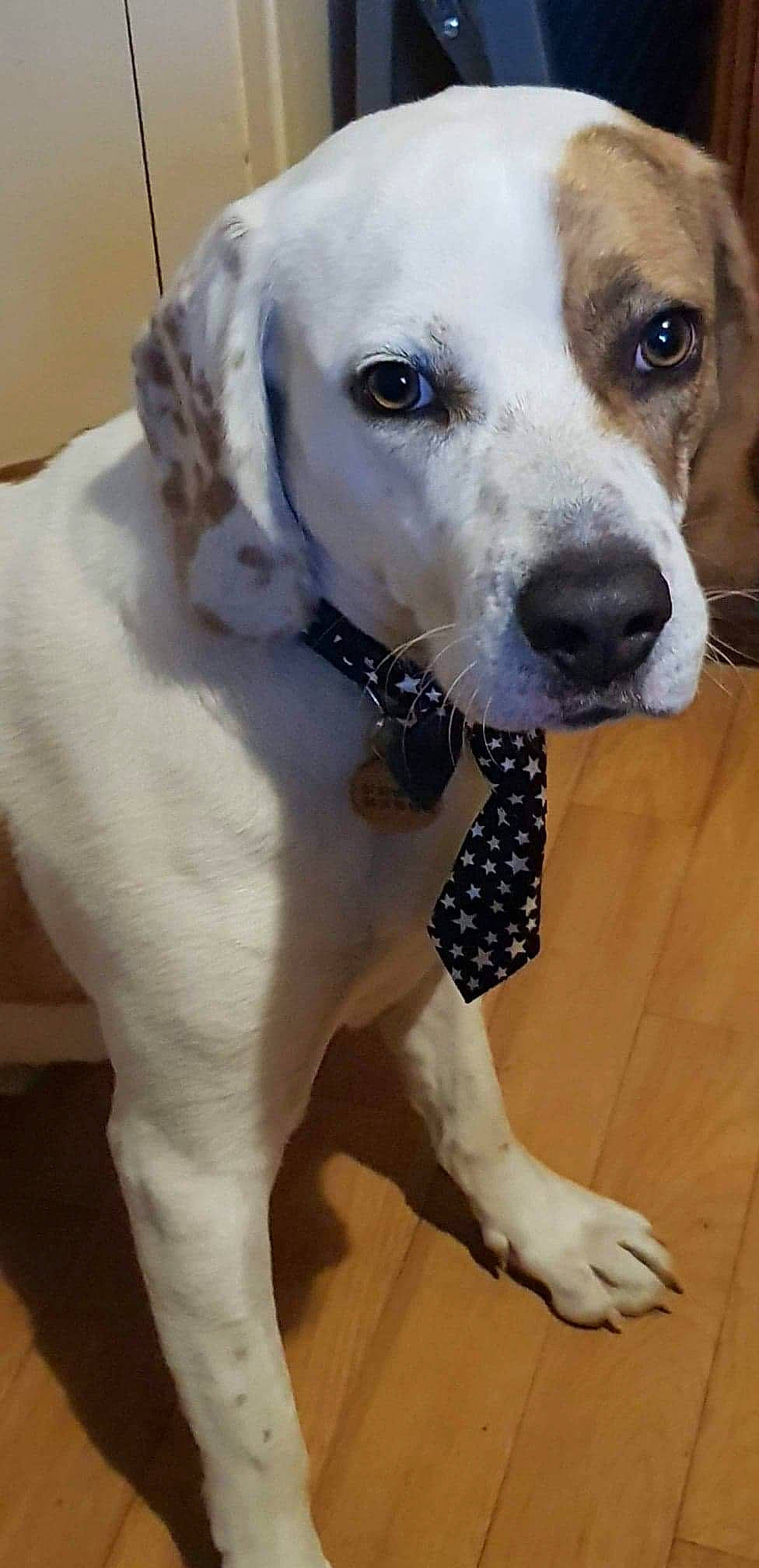 T'Choupi participe au concours pour gagner de l'argent avec cette photo : canidae, carnivore, collar, companion_dog, dog, dog_breed, dog_collar, ear, fawn, flooring, fur, non_sporting_group, pet_supply, snout, sporting_group, whiskers, working_animal