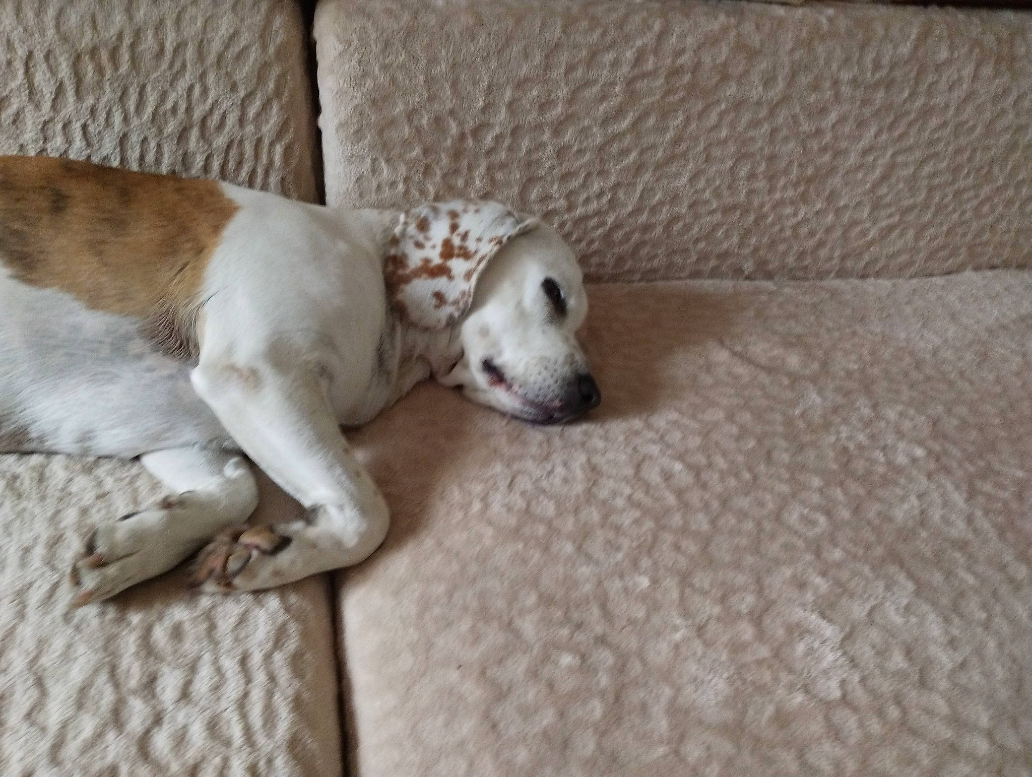 T'Choupi a rejoint le concours — aidez-le/la à gagner de superbes lots ! canidae, carnivore, comfort, companion_dog, couch, dog, dog_breed, dog_supply, fawn, flooring, hardwood, linens, non_sporting_group, paw, sporting_group, terrestrial_animal, wood, working_animal