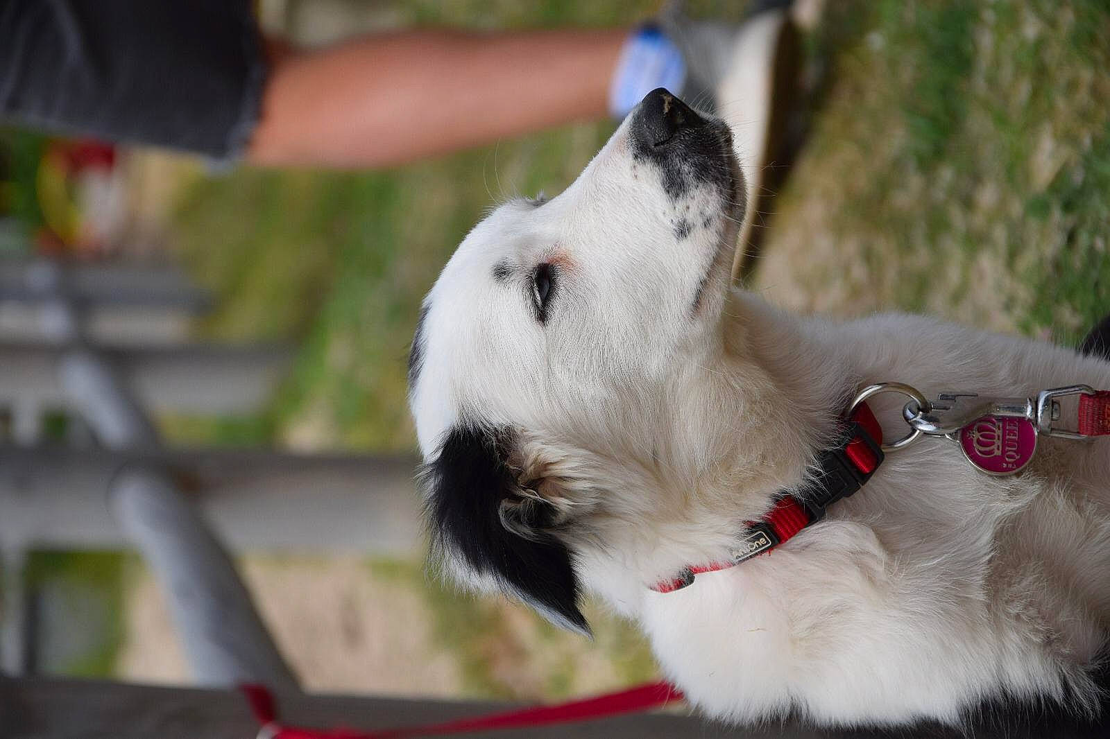 Reina participe au concours pour gagner de l'argent avec cette photo : border_collie, canidae, carnivore, collar, companion_dog, dog, dog_breed, dog_collar, mammal, snout, sporting_group
