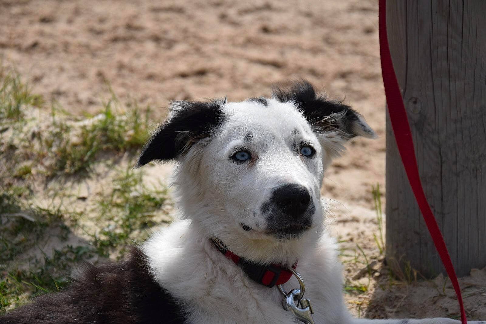 Reina participe au concours pour gagner de l'argent avec cette photo : border_collie, canidae, carnivore, dog, dog_breed, herding_dog, mammal, rare_breed_dog, snout, sporting_group, vertebrate