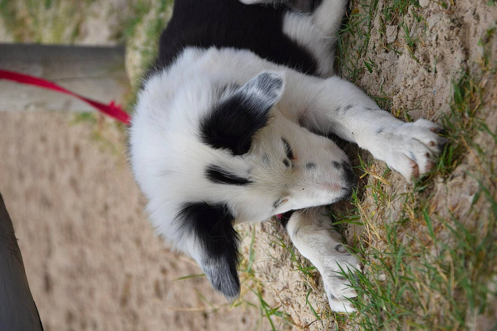 Reina participe au concours pour gagner de l'argent avec cette photo : canidae, carnivore, dog_breed, snout, tail