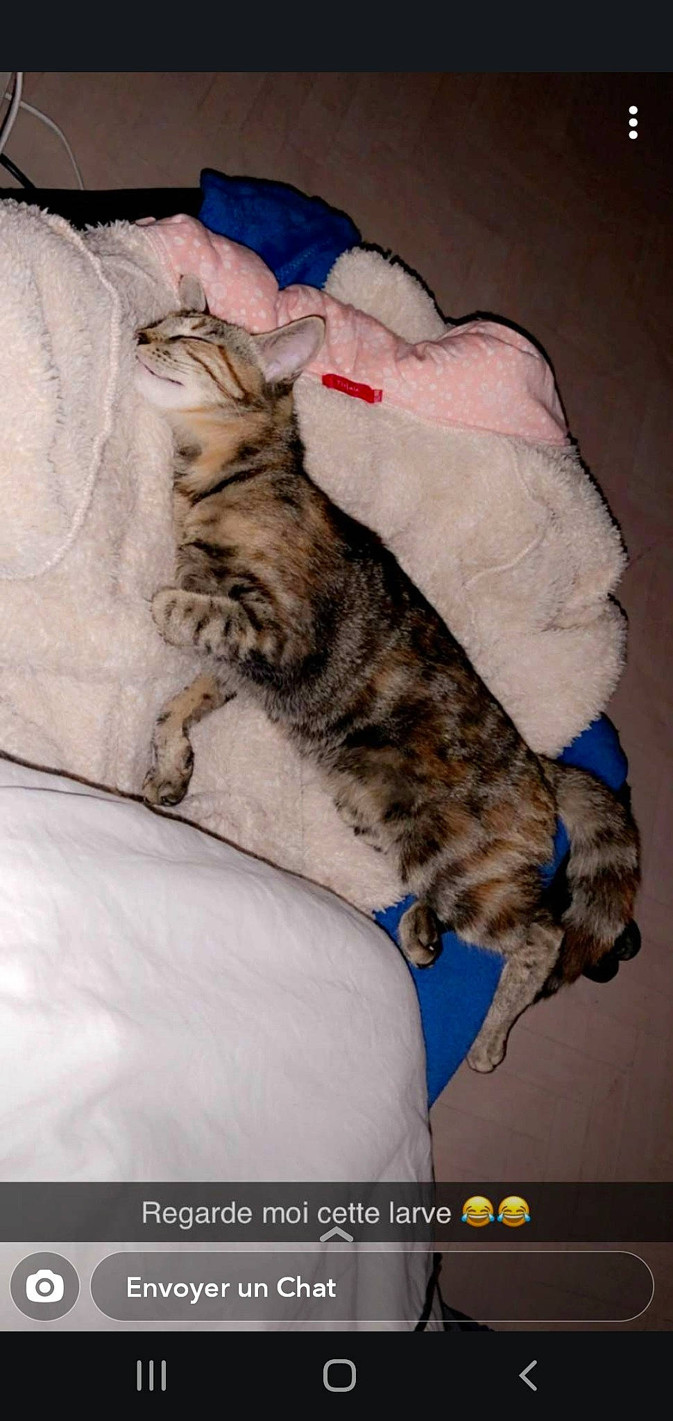 Pixel participe au concours pour gagner de l'argent avec cette photo : asian, bengal, carnivore, cat, dragon_li, egyptian_mau, european_shorthair, felidae, fur, kitten, mammal, ocicat, pixie_bob, savannah, small_to_medium_sized_cats, tabby_cat, whiskers