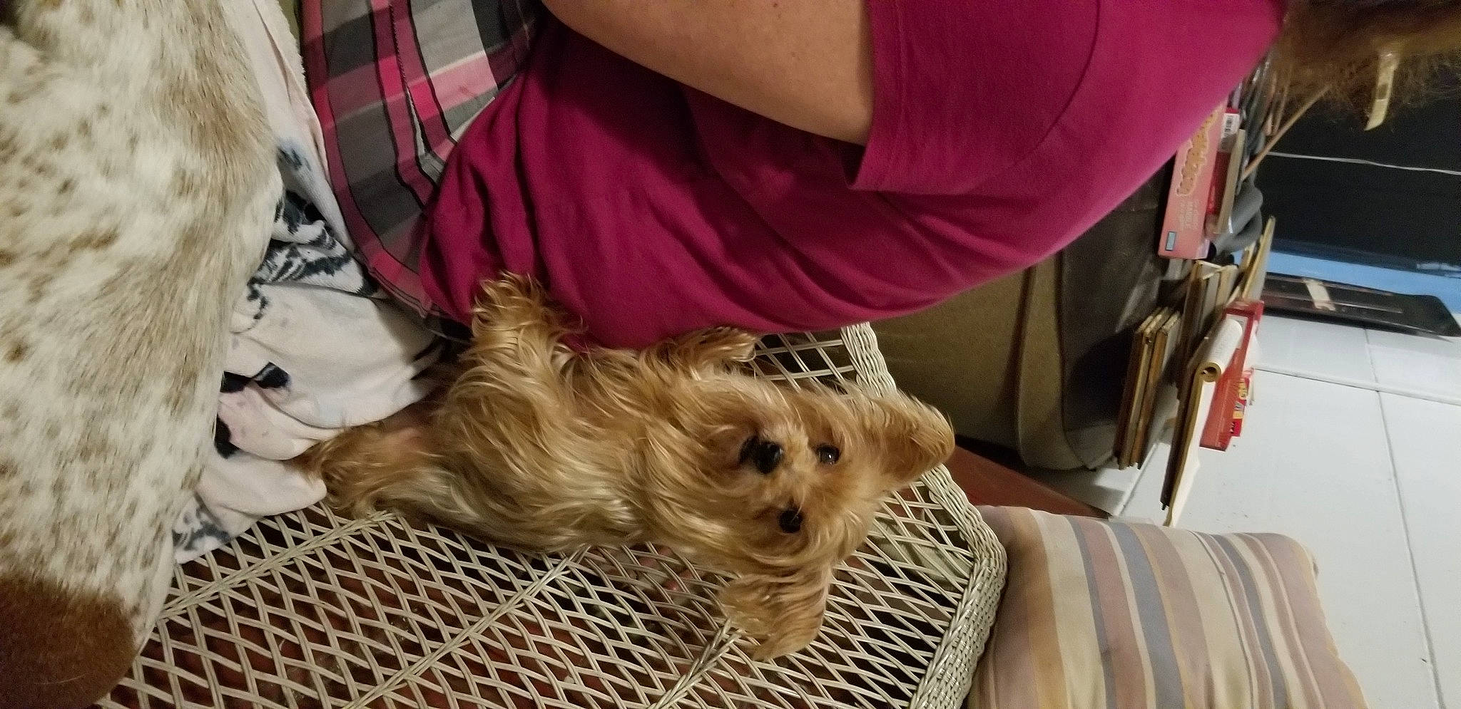 Danaka joined the competition — help win amazing prizes! bearded_collie, biewer_terrier, canidae, carnivore, comfort, companion_dog, dog, dog_breed, dog_supply, fur, poodle_crossbreed, puppy_love, small_terrier, snout, sporting_group, terrier, tibetan_terrier, toy_dog, yorkipoo, yorkshire_terrier