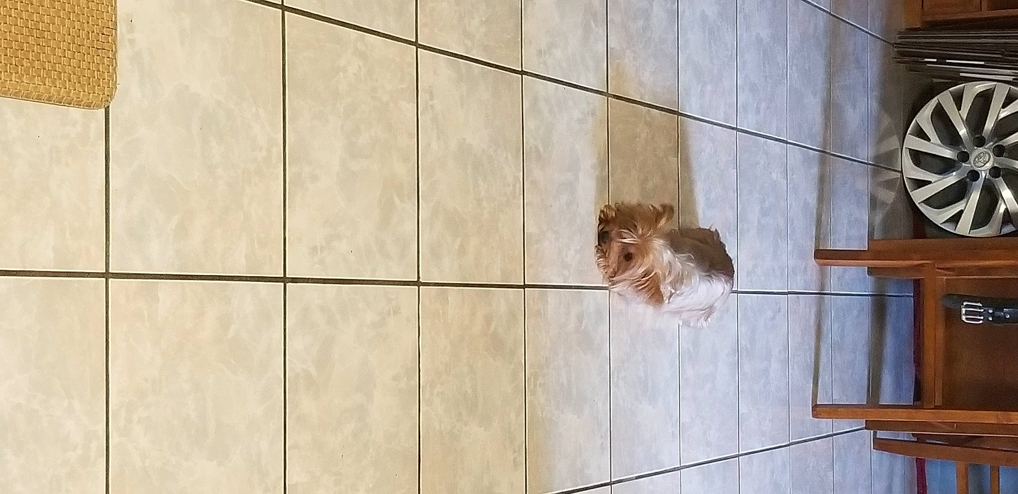 Danaka joined the competition — help win amazing prizes! brick, brickwork, building, concrete, facade, fawn, floor, flooring, fur, hardwood, metal, pattern, rectangle, sporting_group, symmetry, tail, tile, tree, window, wood