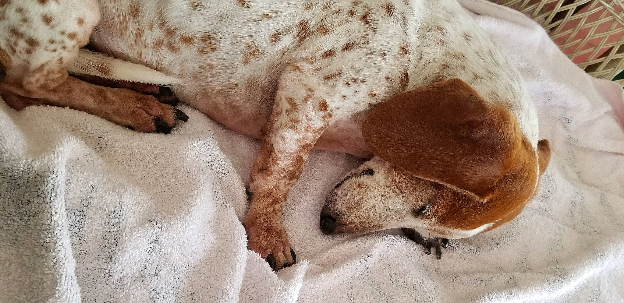 Nabu joined the competition — help win amazing prizes! canidae, carnivore, comfort, companion_dog, dog, dog_breed, fawn, gun_dog, hunting_dog, liver, non_sporting_group, snout, sporting_group, terrestrial_animal, whiskers, working_animal