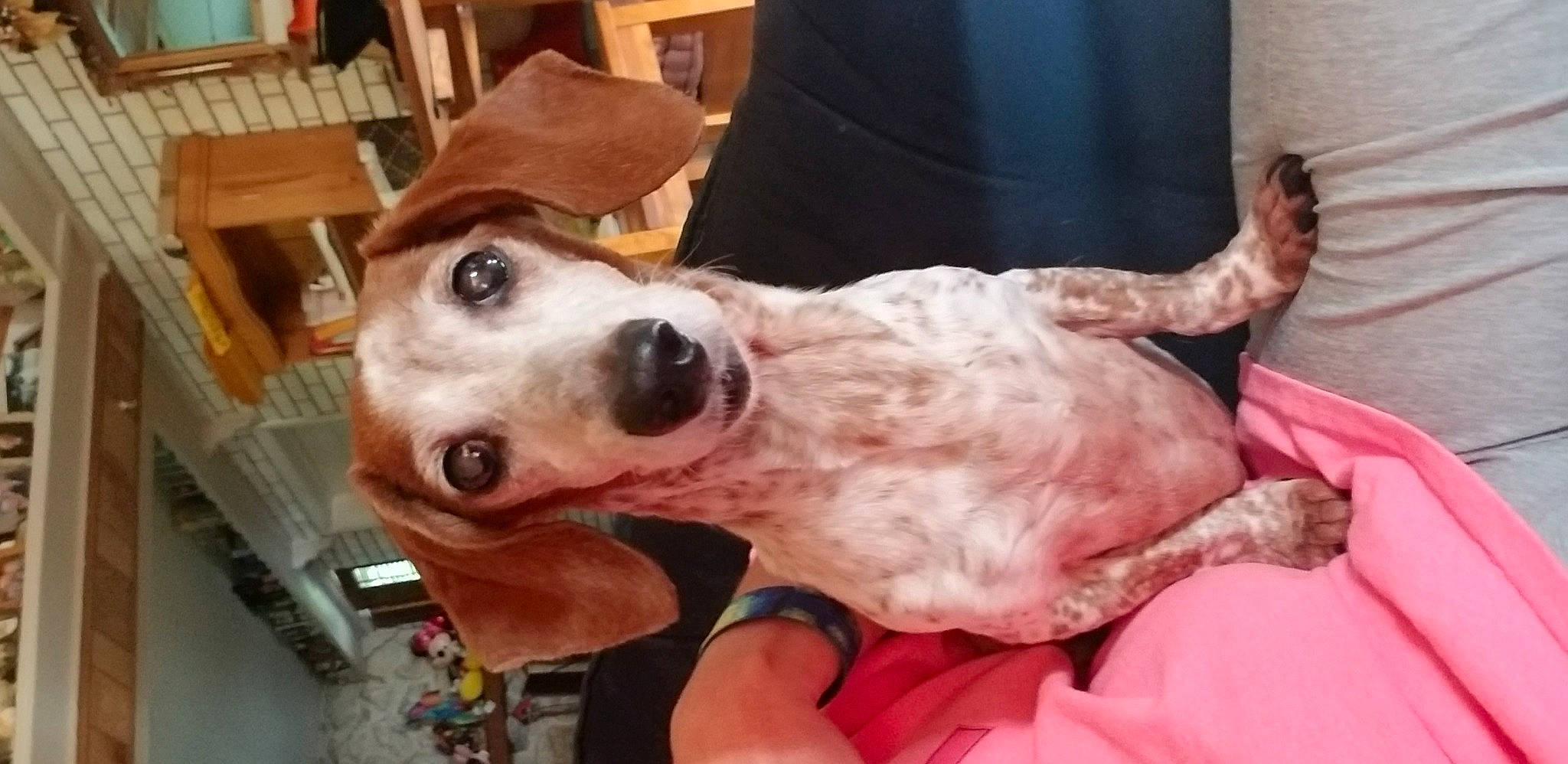 Nabu joined the competition — help win amazing prizes! carnivore, chair, collar, companion_dog, dog, dog_breed, dog_collar, eyewear, fawn, fur, hunting_dog, leash, non_sporting_group, puppy, puppy_love, snout, spaniel, sporting_group, whiskers, working_animal