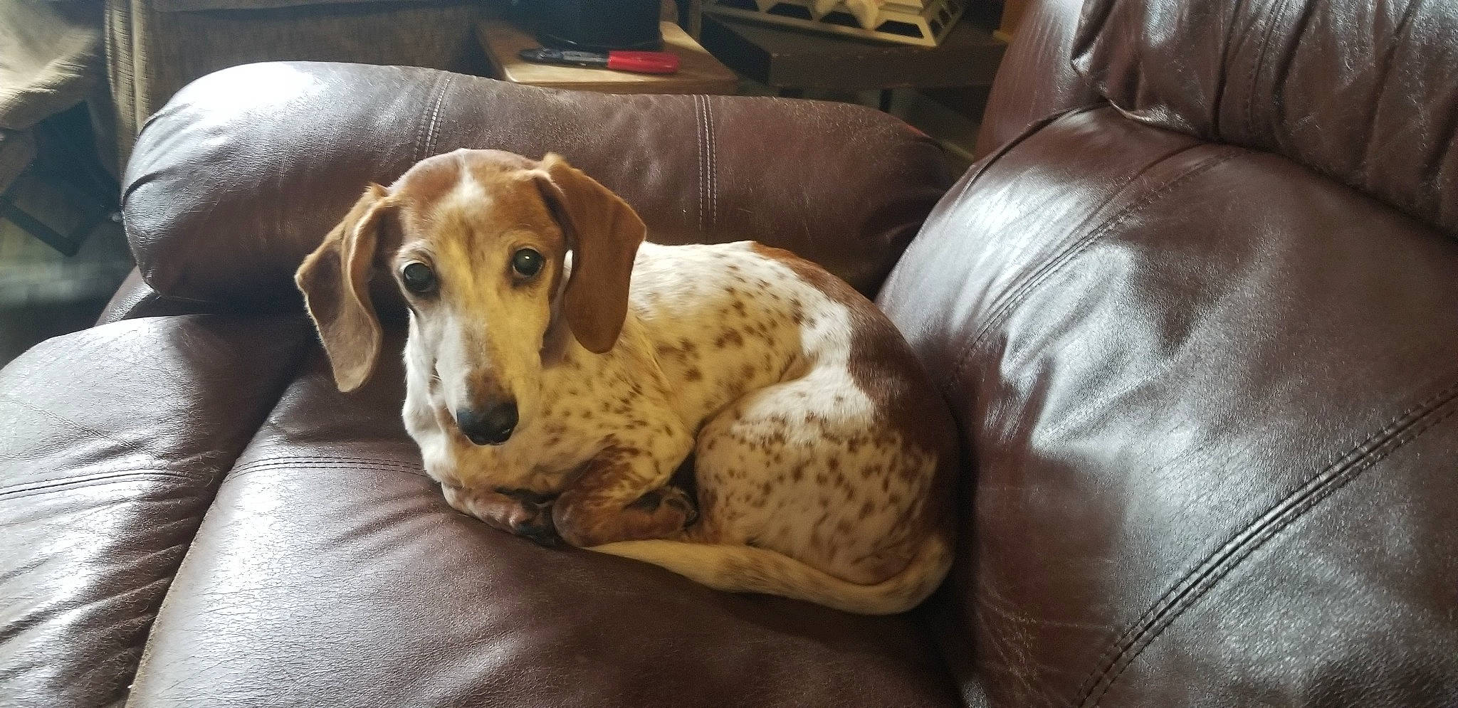 Nabu is registered to the contest to win money with this photo: basset_hound, carnivore, comfort, companion_dog, couch, dog, dog_breed, dog_supply, fur, gun_dog, hound, liver, living_room, pet_supply, scent_hound, sleeper_chair, sporting_group, whiskers, wood, working_animal