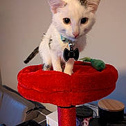 Kai joined the competition — help win amazing prizes! cat, kitten, pet, collar, bell, bow_tie, cat_tree, red, plush, indoor, close_up, big_eyes, whiskers, paws, tail, toy, furniture, portrait, cozy, home