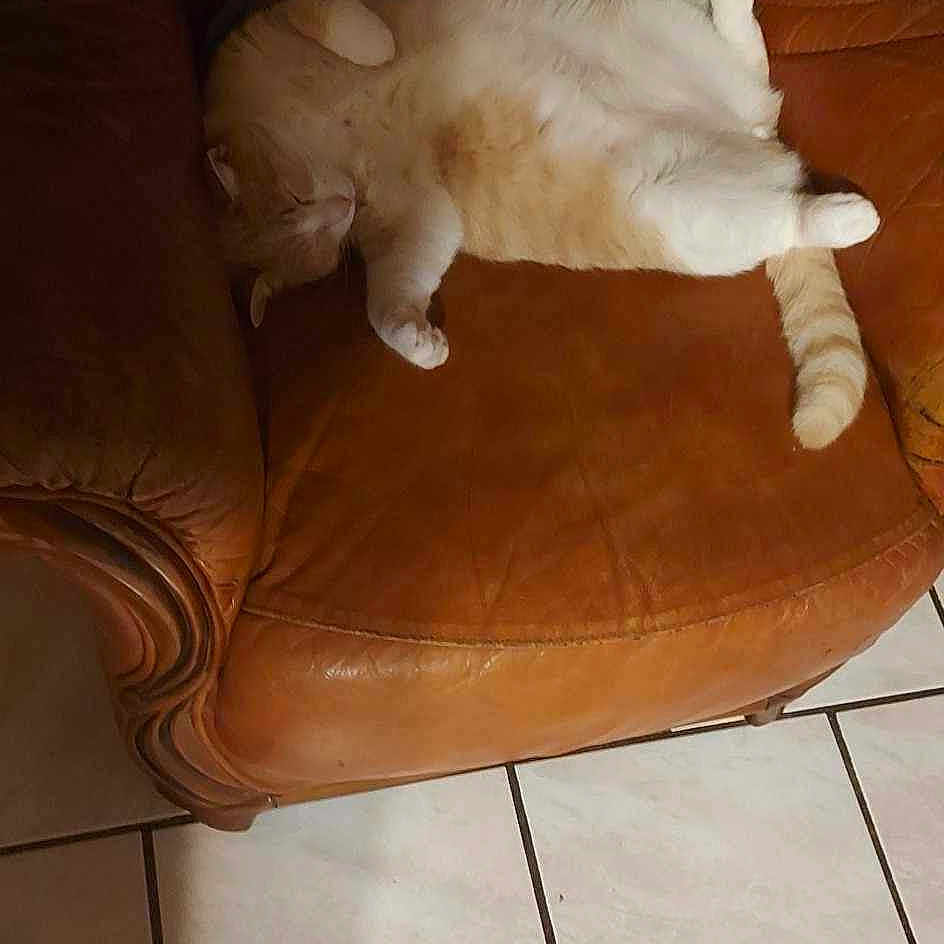 Jumba a rejoint le concours — aidez-le/la à gagner de superbes lots ! animal, architecture, armchair, building, canine, cat, chair, couch, cushion, dog, furniture, homedecor, indoors, interiordesign, kitten, person, pet, pillow, puppy, sleeping