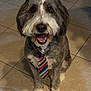 Remi joined the competition — help win amazing prizes! dog, pet, tie, smiling, happy, sitting, indoor, tile_floor, gray_fur, white_fur, portrait, cute, animal, friendly, canine, fur, domestic_animal, looking_up, colorful_tie, well_groomed