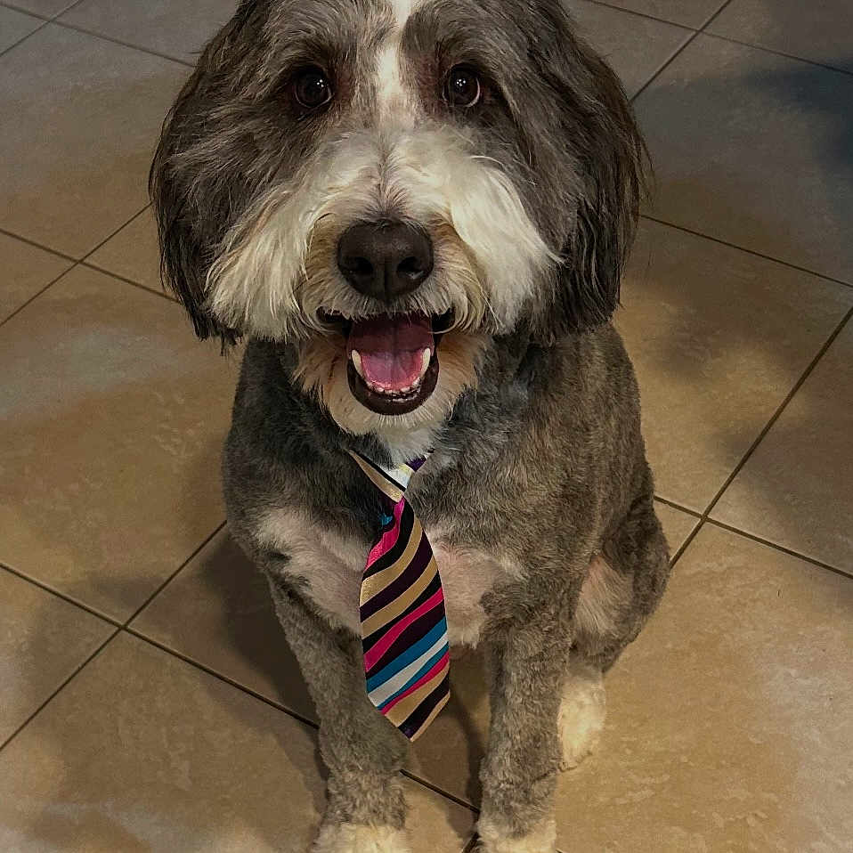 Remi joined the competition — help win amazing prizes! animal, canine, colorful_tie, cute, dog, domestic_animal, friendly, fur, gray_fur, happy, indoor, looking_up, pet, portrait, sitting, smiling, tie, tile_floor, well_groomed, white_fur