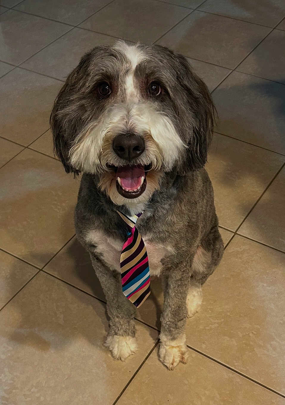 Remi joined the competition — help win amazing prizes! dog, pet, tie, smiling, happy, sitting, indoor, tile_floor, gray_fur, white_fur, portrait, cute, animal, friendly, canine, fur, domestic_animal, looking_up, colorful_tie, well_groomed