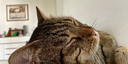 Siam participe au concours pour gagner de l'argent avec cette photo : animal, blurred_background, cat, close_up, cozy, ear, feline, fur, home, indoor, nap, nose, peaceful, pet, quiet, relaxation, sleeping, soft_surface, tabby, whiskers