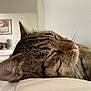 animal, blurred_background, cat, close_up, cozy, ear, feline, fur, home, indoor, nap, nose, peaceful, pet, quiet, relaxation, sleeping, soft_surface, tabby, whiskers