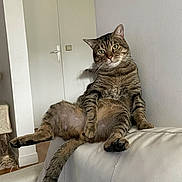 Siam a rejoint le concours — aidez-le/la à gagner de superbes lots ! animal, cat, comfort, couch, curious, domestic, door, feline, fur, house, indoor, paw, pet, relaxed, sitting, striped, tabby, tail, wall, whiskers