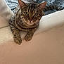 Siam participe au concours pour gagner de l'argent avec cette photo : blanket, cat, close_up, comfortable, couch, cozy, ears, feline, fur, furniture, green_eyes, home, indoor, looking, paws, pet, relaxing, resting, tabby_cat, whiskers