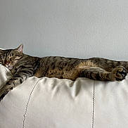 Siam a rejoint le concours — aidez-le/la à gagner de superbes lots ! cat, tabby, sleeping, resting, couch, white_leather, indoor, relaxed, paws, feline, pet, cozy, fur, striped, animal, quiet, home, comfort, napping, peaceful
