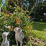 Cloud joined the competition — help win amazing prizes! cat, garden, plants, flowers, stone_statue, duck_statue, greenery, sunlight, nature, outdoor, grass, foliage, pet, animal, curious, daylight, shadows, bushes, leaves, small_animal