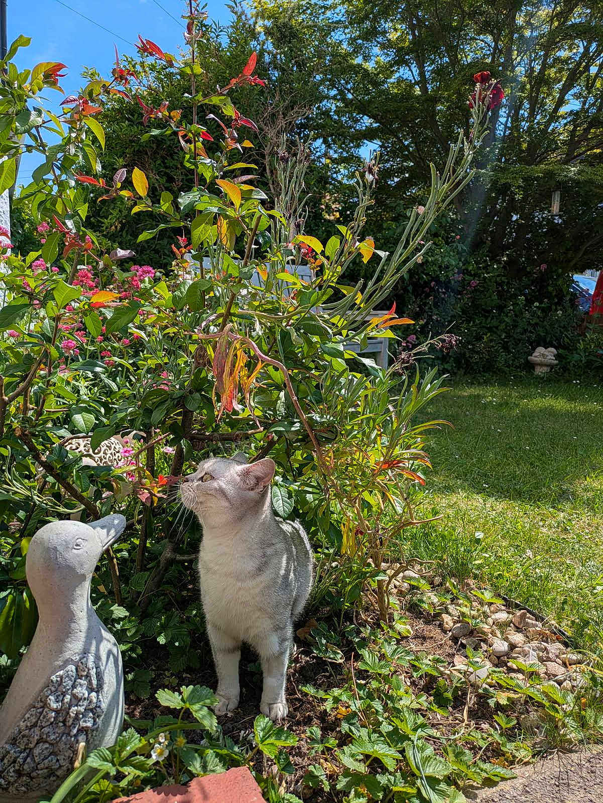 Cloud joined the competition — help win amazing prizes! cat, garden, plants, flowers, stone_statue, duck_statue, greenery, sunlight, nature, outdoor, grass, foliage, pet, animal, curious, daylight, shadows, bushes, leaves, small_animal