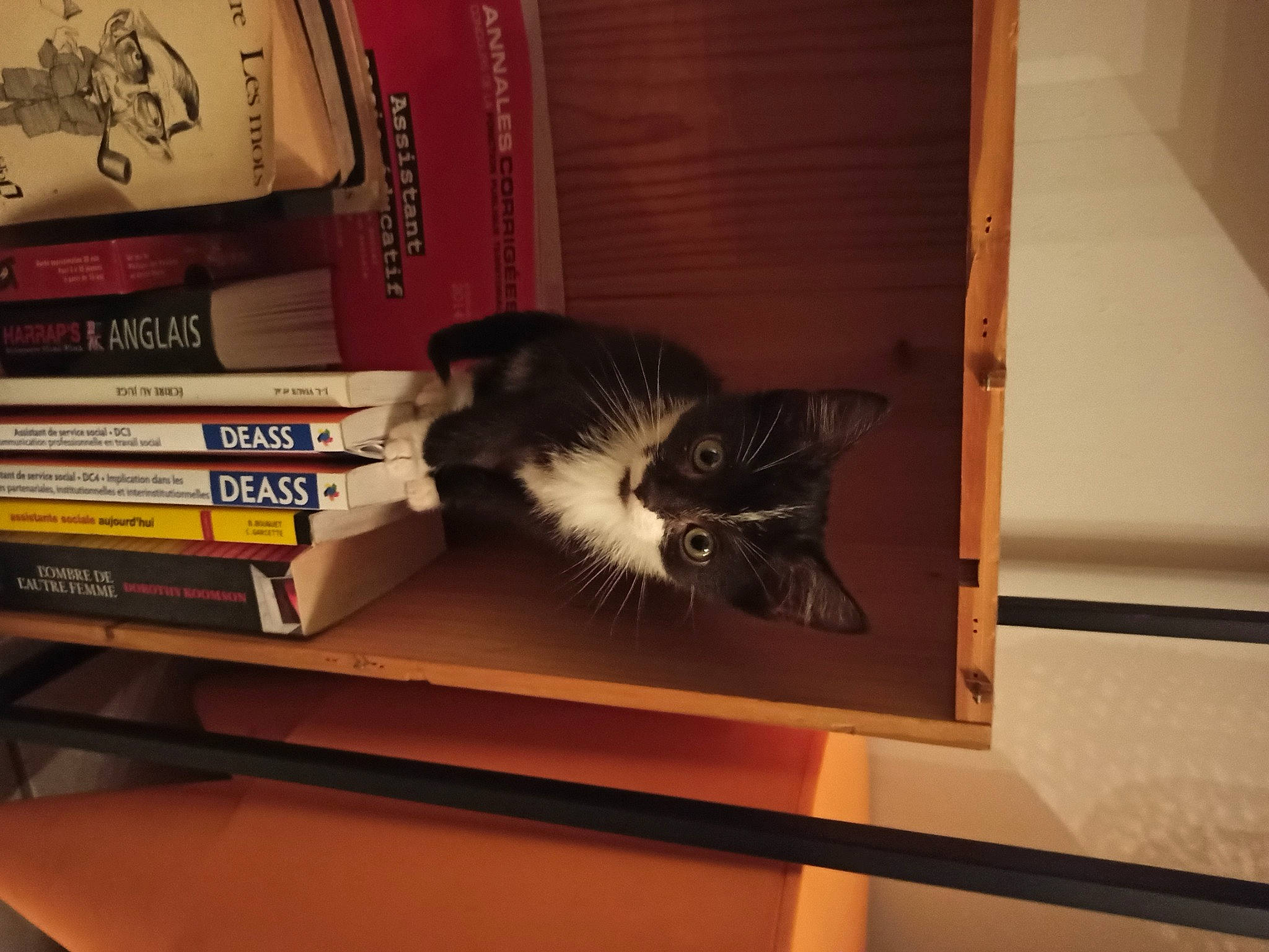 Romy a rejoint le concours — aidez-le/la à gagner de superbes lots ! asian, book, bookcase, cardboard, carnivore, cat, domestic_short_haired_cat, european_shorthair, felidae, furniture, kitten, norwegian_forest_cat, publication, room, shelf, shelving, small_to_medium_sized_cats, whiskers