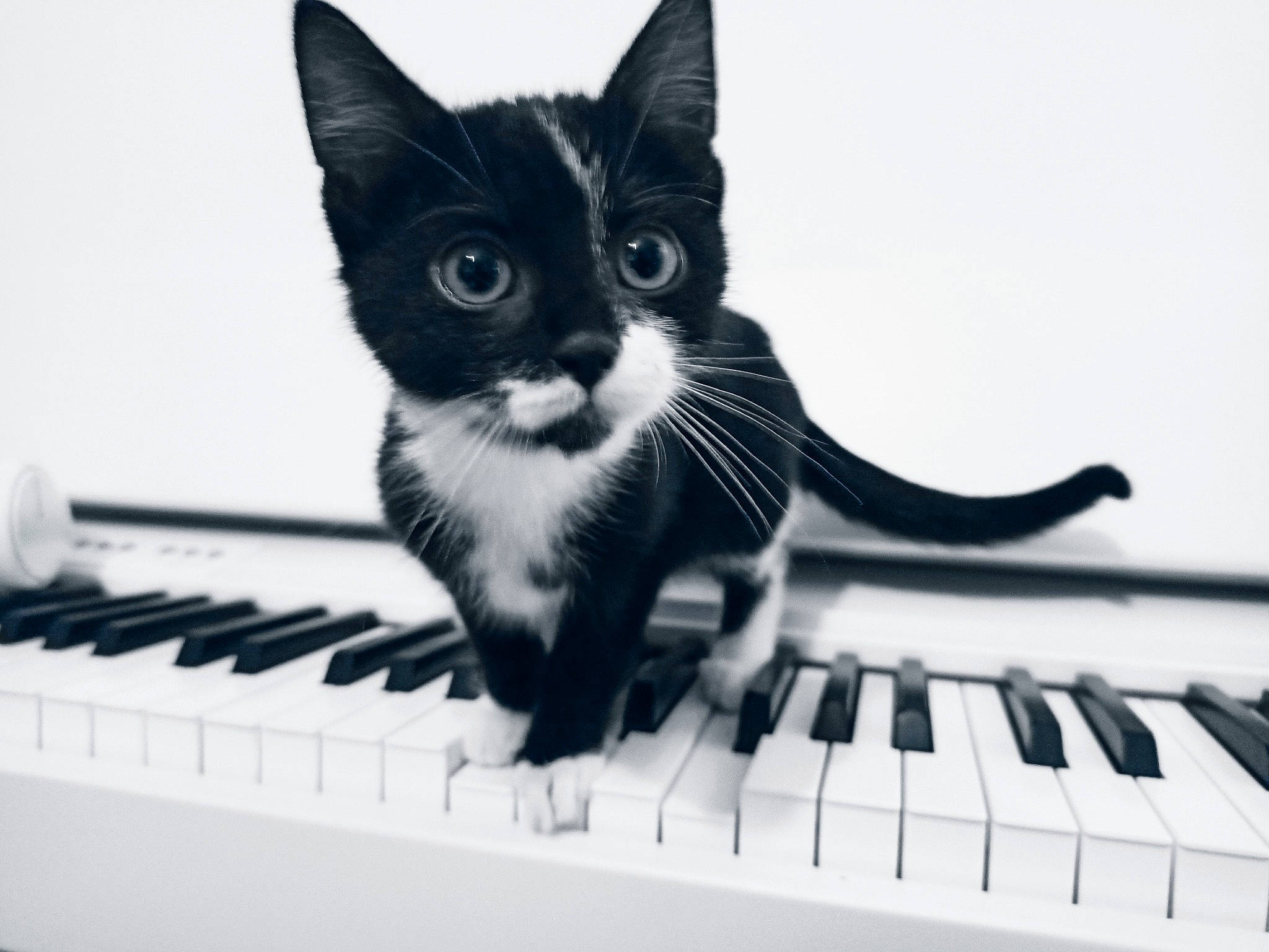 Romy participe au concours pour gagner de l'argent avec cette photo : black_and_white, cat, digital_piano, electric_piano, electronic_device, electronic_instrument, electronic_keyboard, felidae, keyboard, keyboard_player, music, musical_instrument, musical_keyboard, musician, pianist, piano, small_to_medium_sized_cats, synthesizer, technology, whiskers