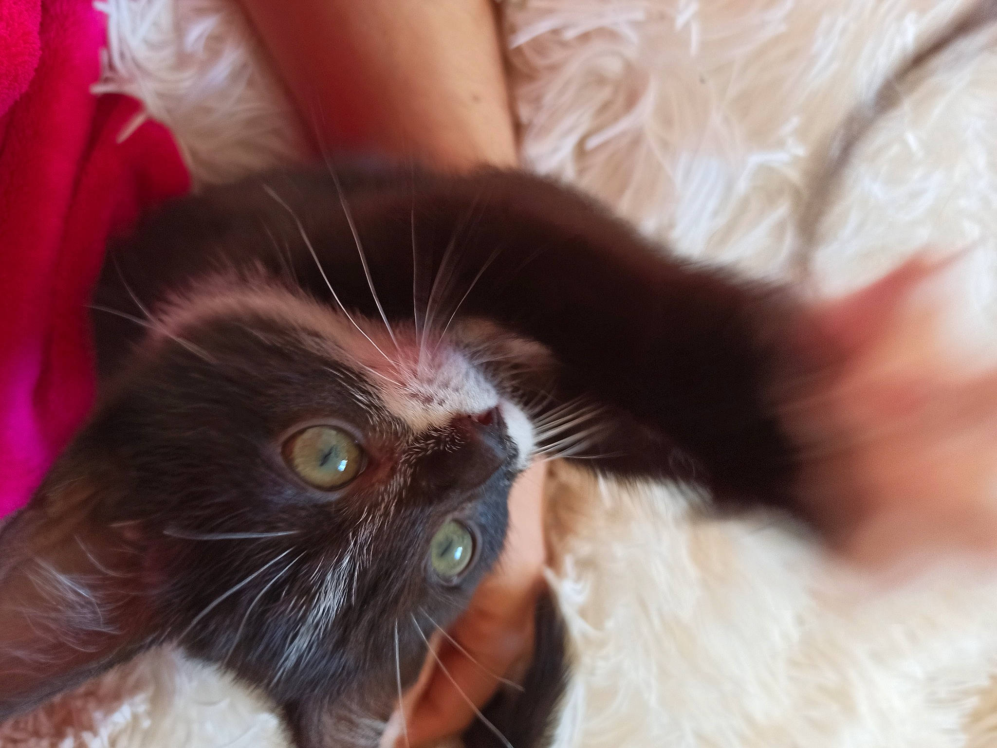 Romy participe au concours pour gagner de l'argent avec cette photo : asian, black_cat, carnivore, cat, claw, close_up, ear, eye, felidae, fur, hand, kitten, mouth, norwegian_forest_cat, nose, small_to_medium_sized_cats, snout, tongue, whiskers