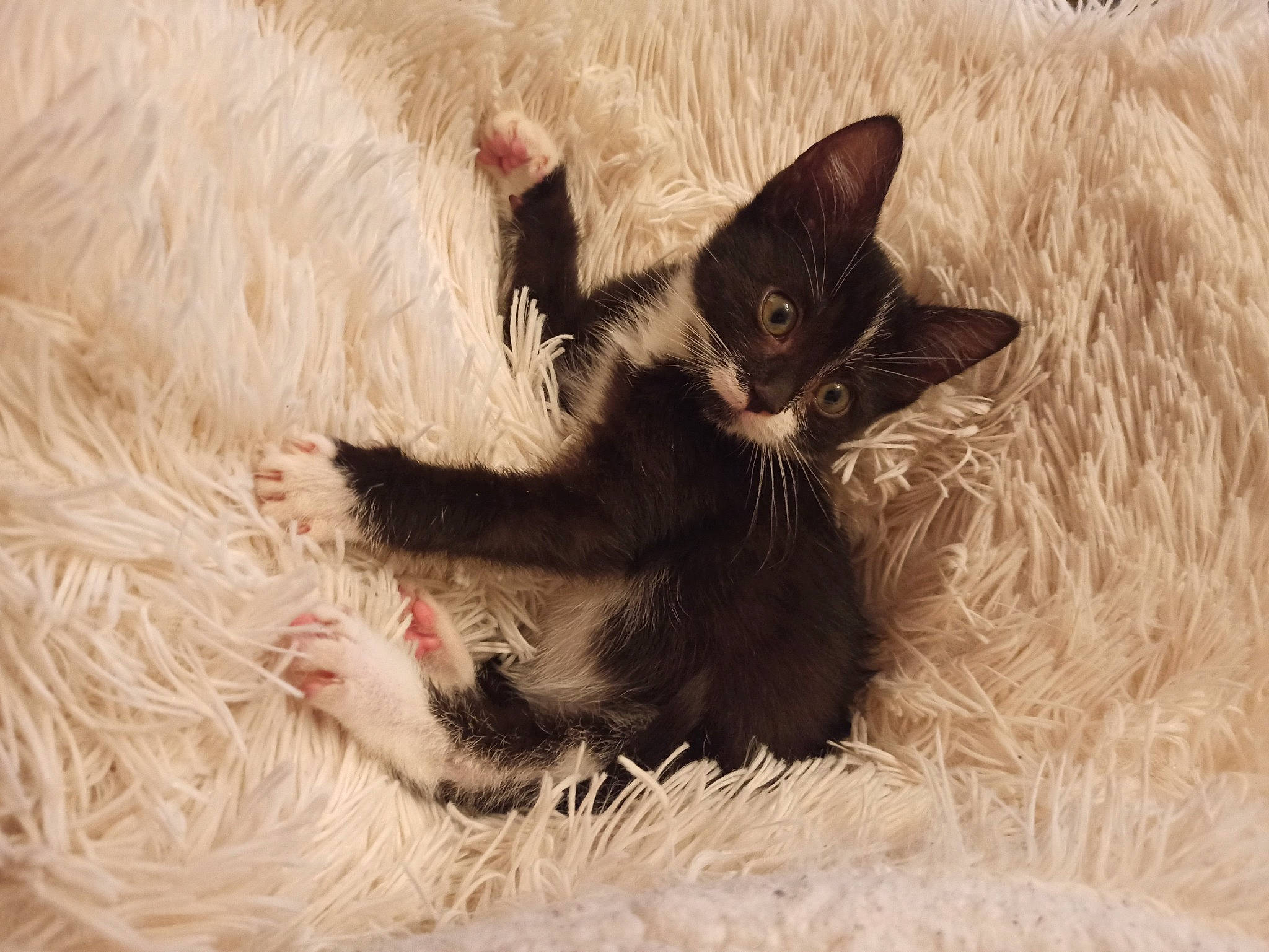 Romy a rejoint le concours — aidez-le/la à gagner de superbes lots ! asian, black_cat, carnivore, cat, claw, cornish_rex, devon_rex, ear, felidae, fur, german_rex, kitten, mammal, paw, rex_cat, small_to_medium_sized_cats, snout, vertebrate, whiskers