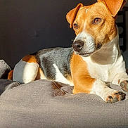 Treize a rejoint le concours — aidez-le/la à gagner de superbes lots ! dog, tricolor, bed, blanket, sunlight, indoor, relaxed, pet, canine, fur, nose, ears, paw, resting, domestic_animal, portrait, warm_light, cozy, comfortable, animal