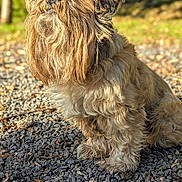 Finot a rejoint le concours — aidez-le/la à gagner de superbes lots ! affenpinscher, animal, canine, dog, gravel, pebble, pet, poodle, puppy, road, rock, soil, terrier